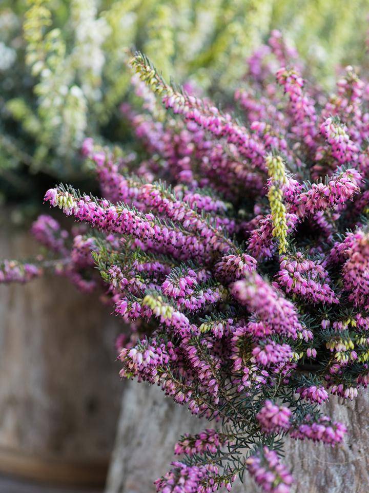 Winterheide