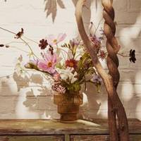 Achillea - Aquilegia - Asclepias - Cosmos - Freesia