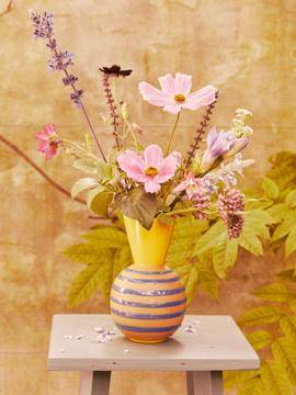 Achillea - Aquilegia - Asclepias - Cosmos - Freesia_thumbnail