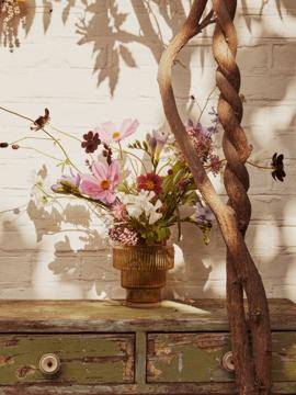 Achillea - Aquilegia - Asclepias - Cosmos - Freesia-0_thumbnail