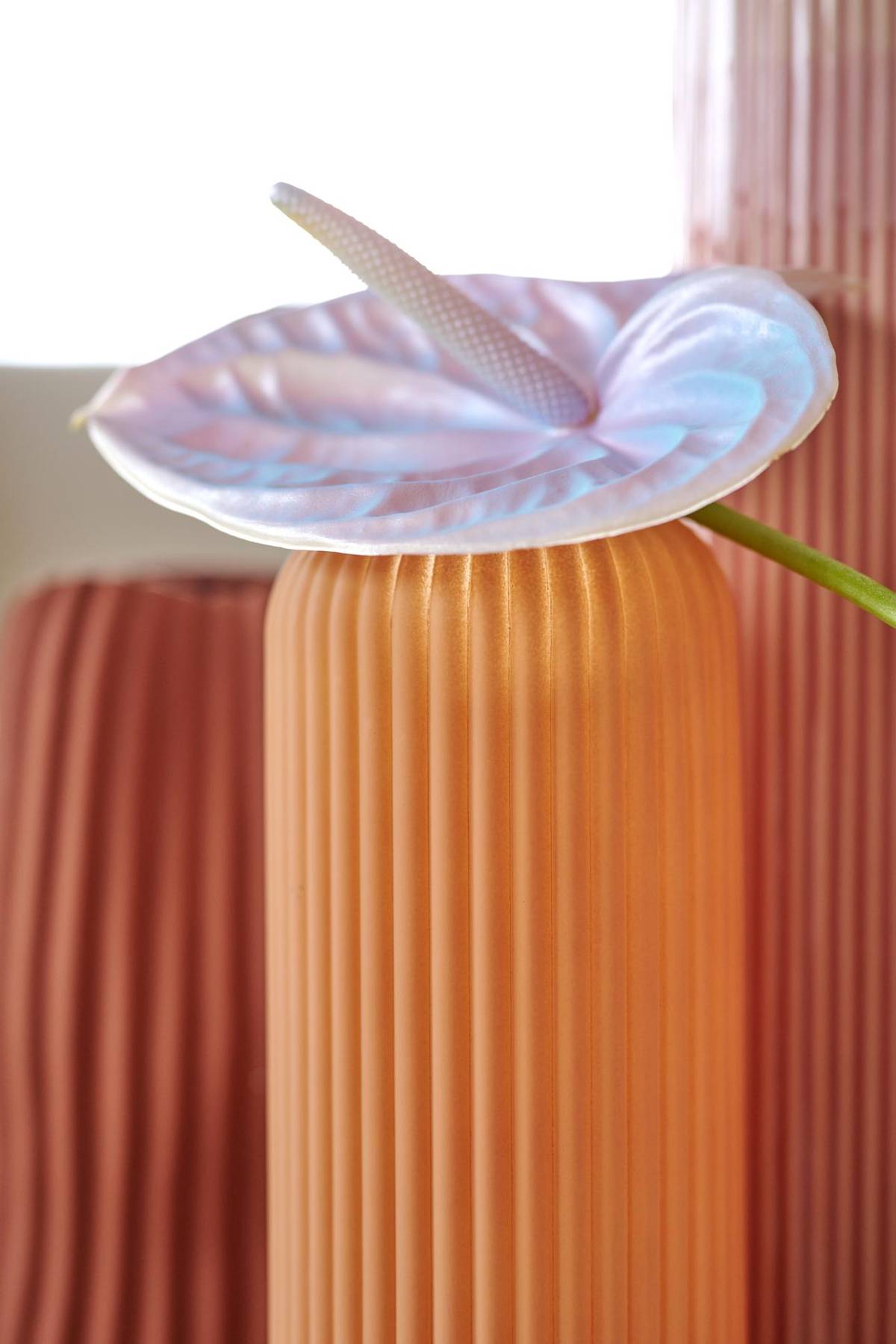 Adiantum raddianum - Anthurium (Andreanum Grp) - 1_thumbnail
