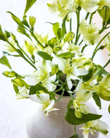 Alstroemeria - 0_thumbnail