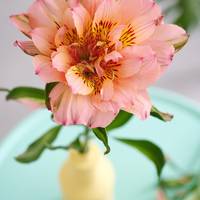 Alstroemeria