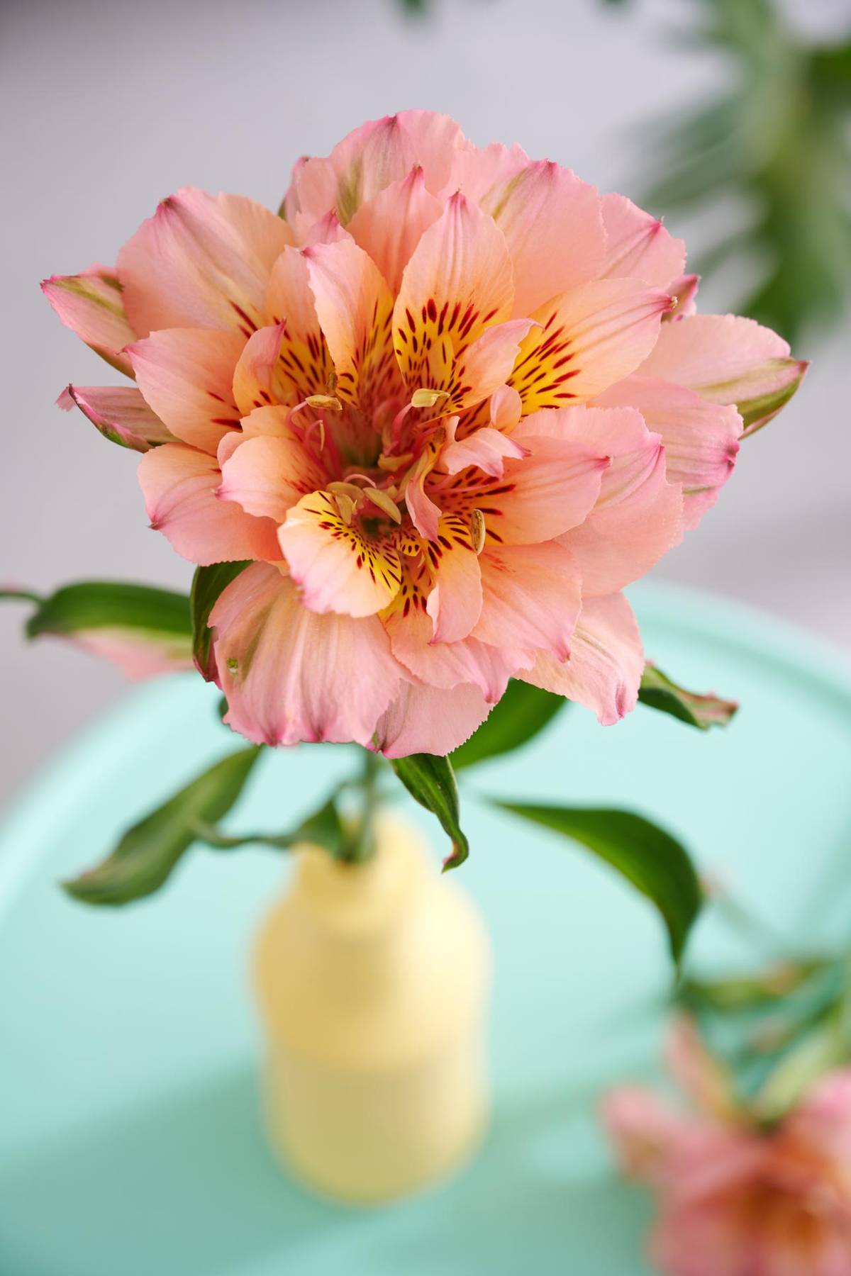 Alstroemeria - 13_thumbnail