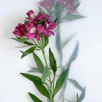Alstroemeria
