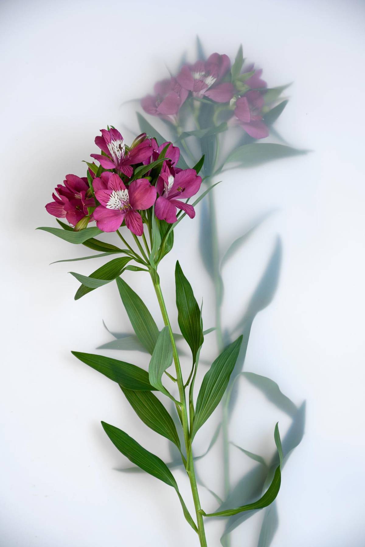 Alstroemeria - 2_thumbnail