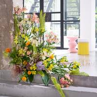 Alstroemeria