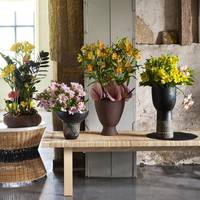 Alstroemeria - Anthurium (Andreanum Grp)