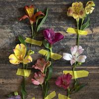 Alstroemeria