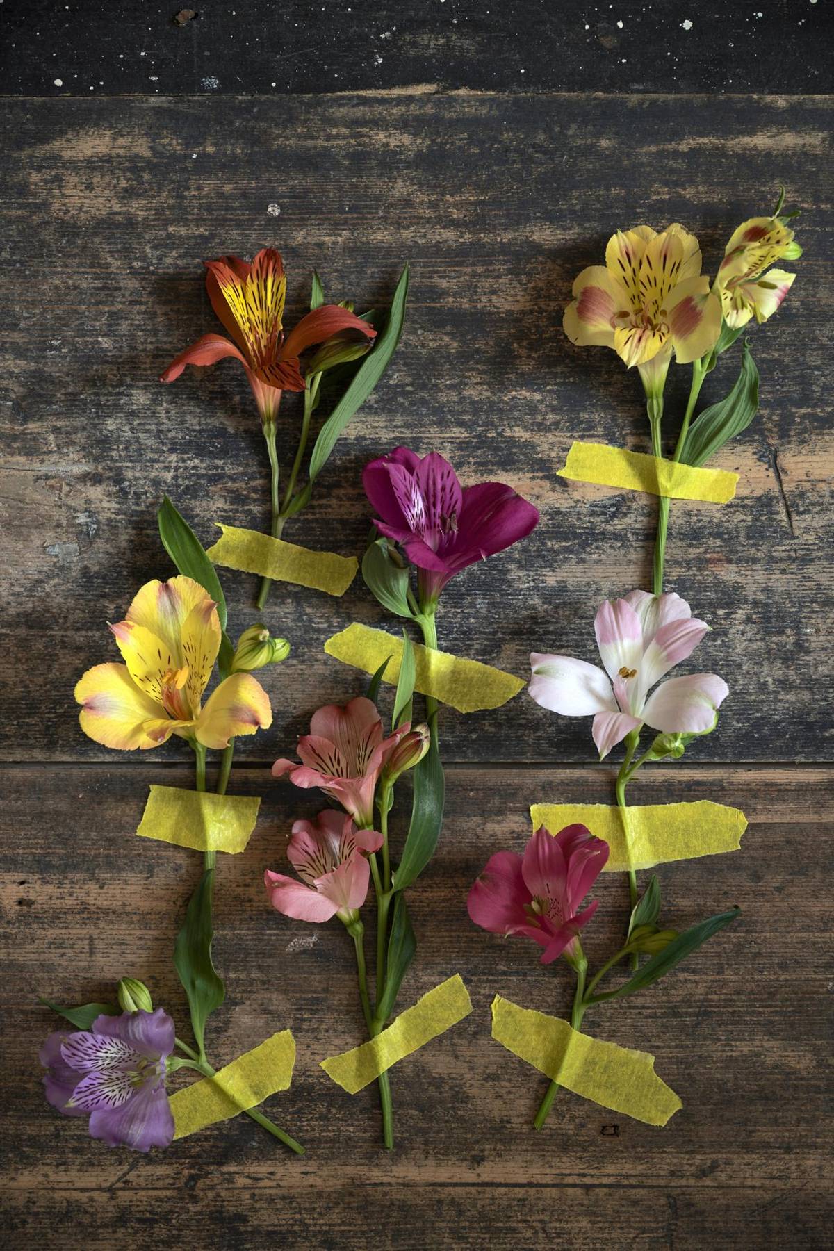 Alstroemeria_thumbnail