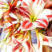 Amaryllis