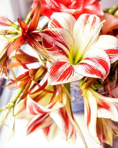 Amaryllis-1_thumbnail