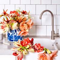 Amaryllis