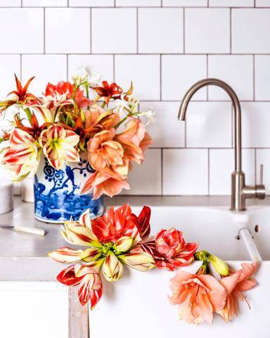 Amaryllis_thumbnail
