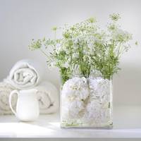 Amni - Hydrangea macrophylla