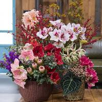 Anigozanthos - Eucalyptus - Hippeastrum - Ilex verticillata - Matthiola - Protea