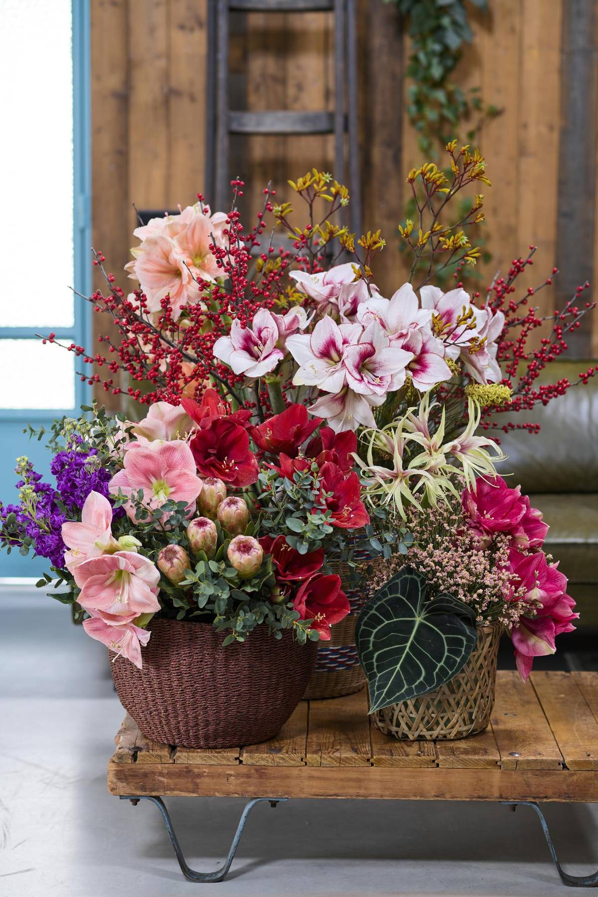 Anigozanthos - Eucalyptus - Hippeastrum - Ilex verticillata - Matthiola - Protea_thumbnail