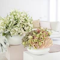 Anthurium (Andreanum Grp) - Astrantia major - Lisianthus russellianum