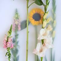 Antirrhinum majus - Gladiolus - Gladiolus (large flowering) - Helianthus annuus