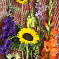 Antirrhinum majus - Gladiolus - Gladiolus (large flowering) - Helianthus annuus