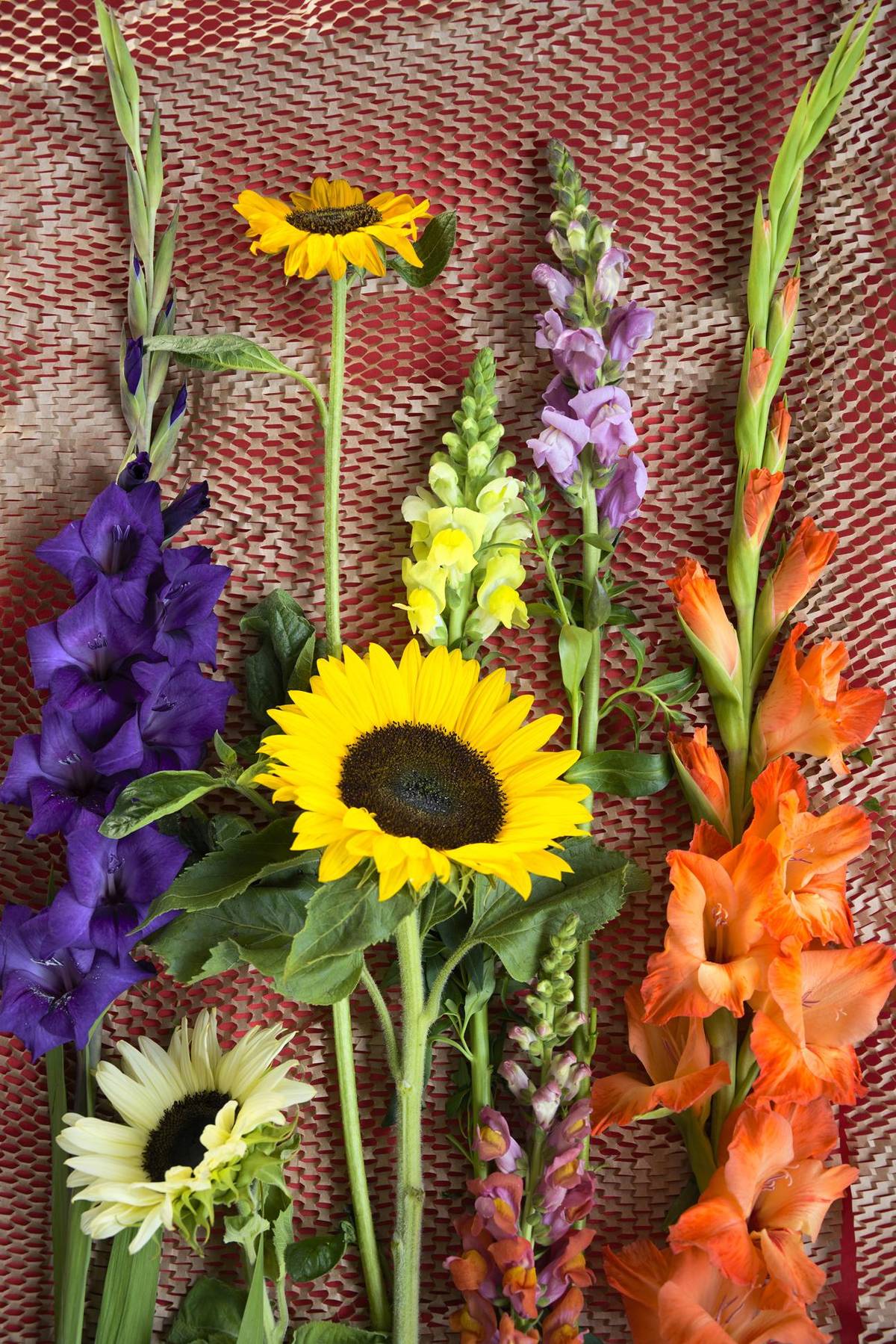Antirrhinum majus - Gladiolus - Gladiolus (large flowering) - Helianthus annuus_thumbnail