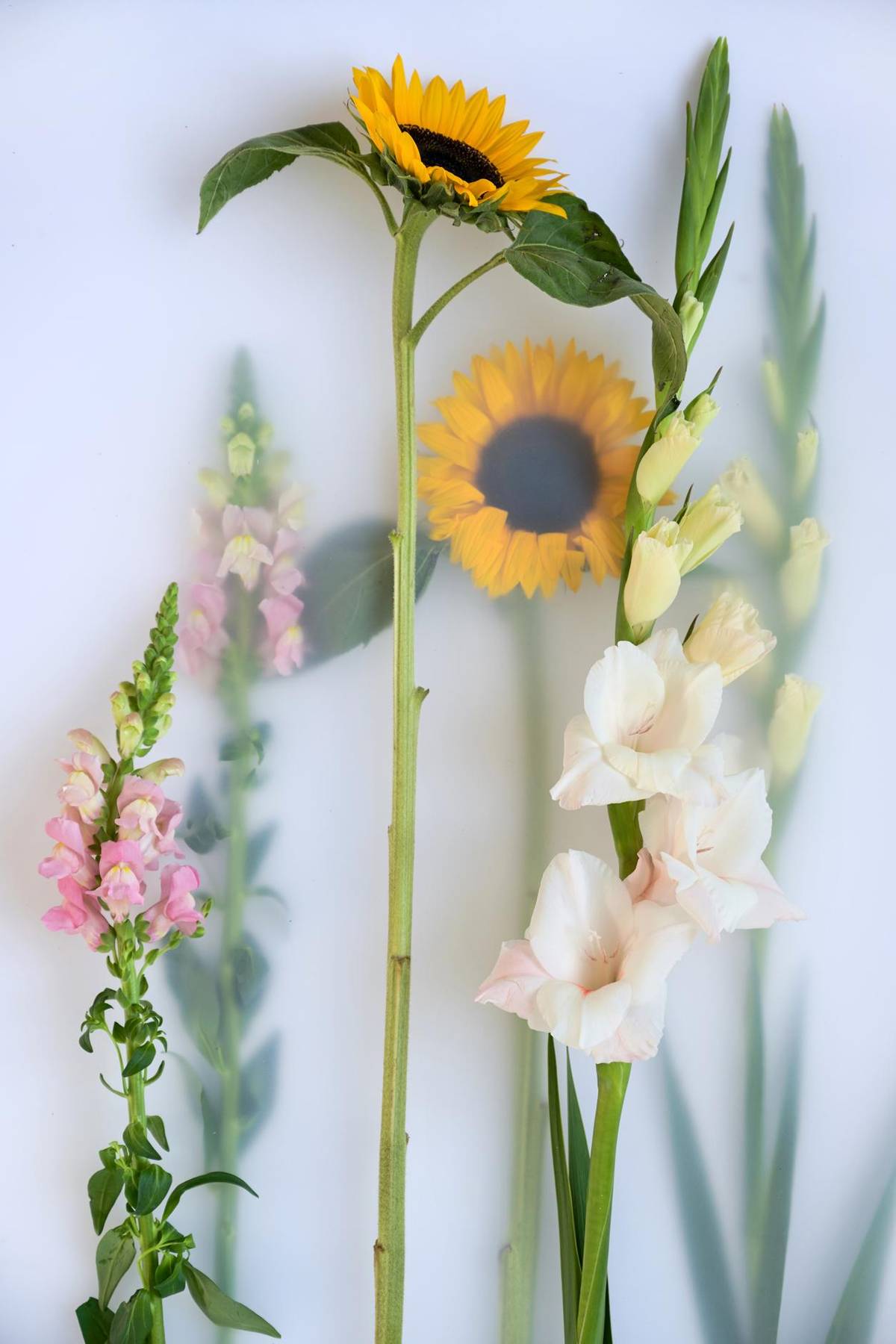 Antirrhinum majus - Gladiolus - Gladiolus (large flowering) - Helianthus annuus-1_thumbnail
