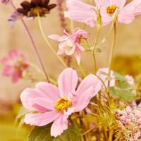 Aquilegia - Asclepias - Cosmos