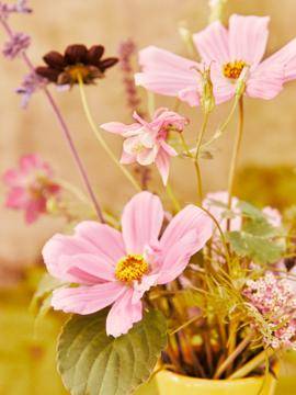 Aquilegia - Asclepias - Cosmos_thumbnail
