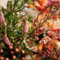 Aster - Hypericum