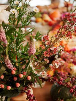 Aster - Hypericum_thumbnail