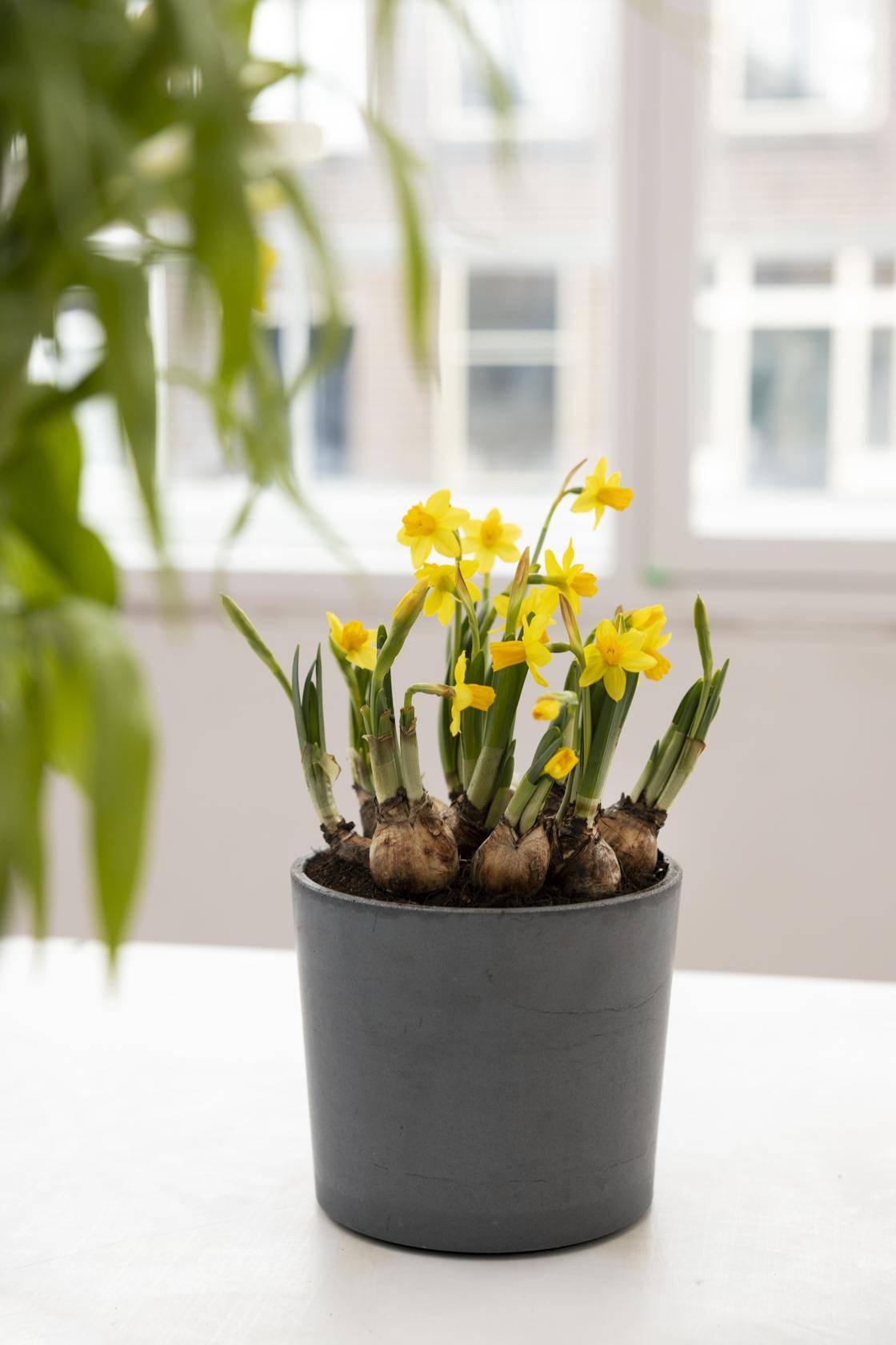 Bloemenbureau-Narcissus-expiration_date-2029-03-07(1)_thumbnail