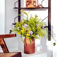Solidago