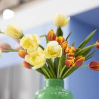 Tulipa