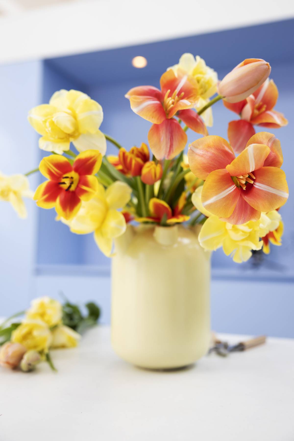 Tulipa
