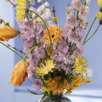 Tulipa - Forsythia - Delphinium - Narcissus - Gerbera - Ranunculus