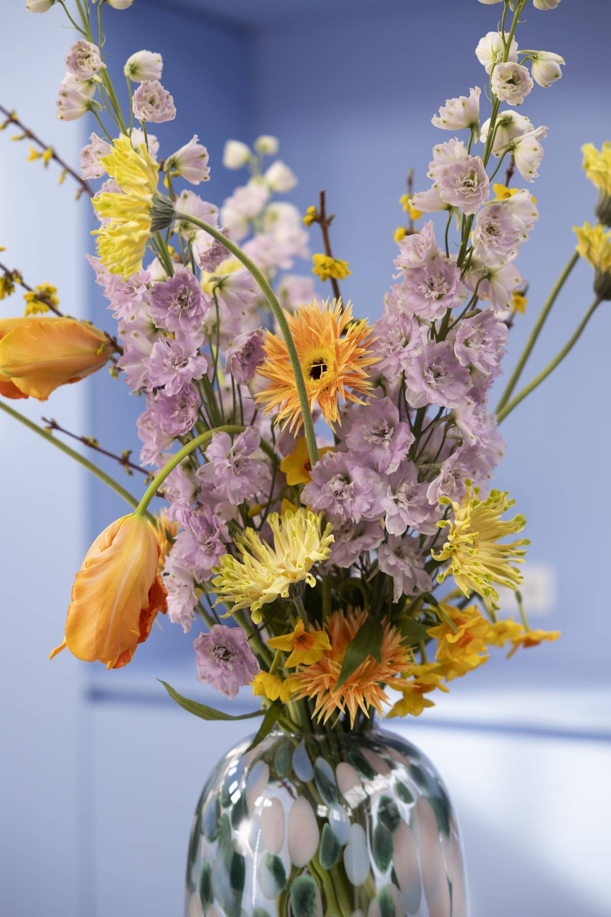 Tulipa - Forsythia - Delphinium - Narcissus - Gerbera - Ranunculus