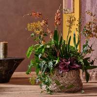 Cambria - Philodendron squamiferum - Cissus rhombifolia - Begonia (Rex Grp)