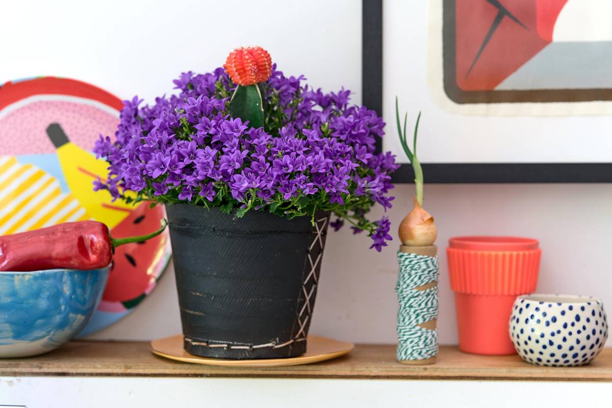 Campanula - 2 copy_thumbnail
