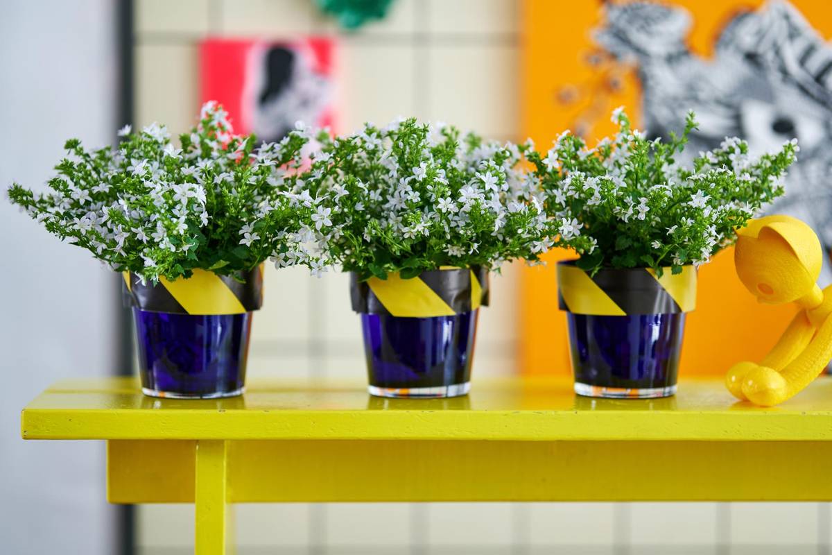 Campanula - 5_thumbnail