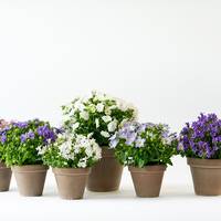 Campanula