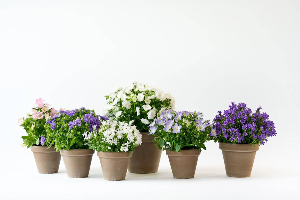 Campanula - 9_thumbnail