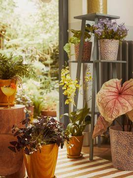 Campanula - Scindapsus - Caladium - Oncidium - Oxalis_thumbnail