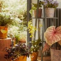 Campanula - Scindapsus - Caladium - Oncidium - Oxalis