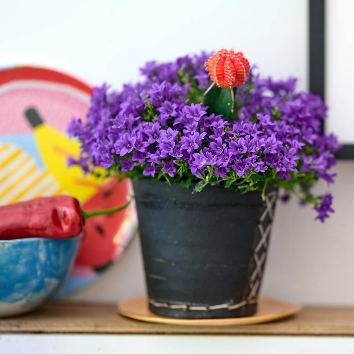 Campanula_thumbnail