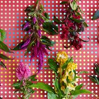 Celosia argentea (Plumosa Grp)