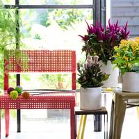 Celosia argentea (Plumosa Grp)