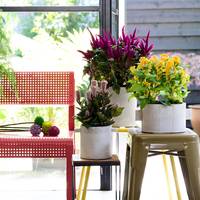Celosia argentea (Plumosa Grp)
