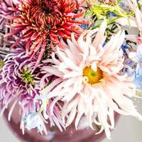 Chrysanthemum (Indicum Grp disbud)