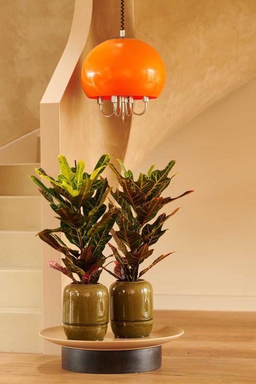 Codiaeum variagatum Excellent_thumbnail