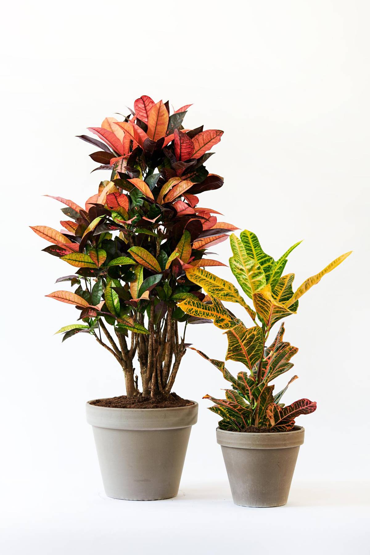 Codiaeum variegatum-3_thumbnail